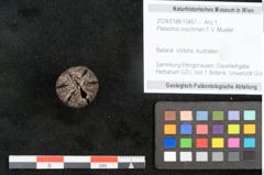 Foto (Objekt + Etikett) von Pleioclinis couchmani F.V. Mueller (NHMW-GEO-2024-0188-10467)